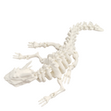 3D printed movable Dragon skeleton